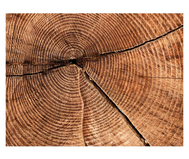 Ταπετσαρία Tree trunk cross section 193x250 cm