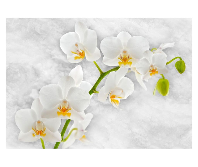 Ταπετσαρία Lyrical orchid - White 210x300 cm