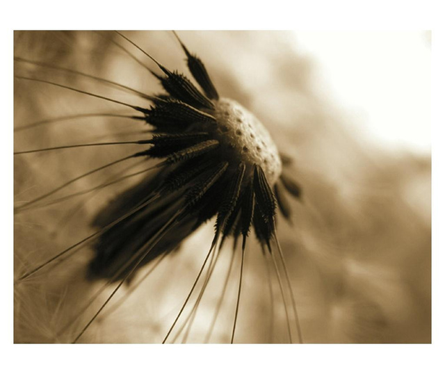 Ταπετσαρία dandelion - sepia 193x250 cm