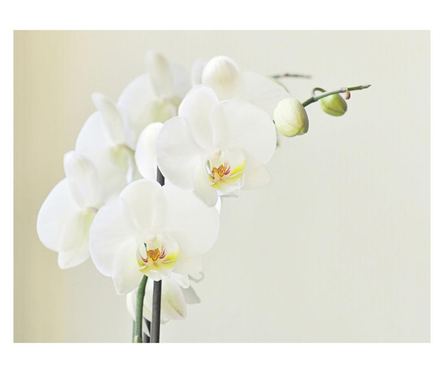 Ταπετσαρία White orchid 193x250 cm