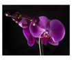 Ταπετσαρία elegant  orchis 231x300 cm