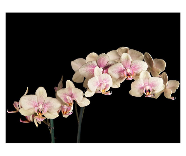 Ταπετσαρία Blooming orchid 193x250 cm