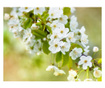 Ταπετσαρία Beautiful delicate cherry blossoms 193x250 cm