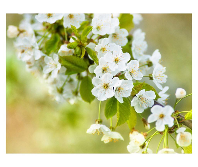 Ταπετσαρία Beautiful delicate cherry blossoms 193x250 cm
