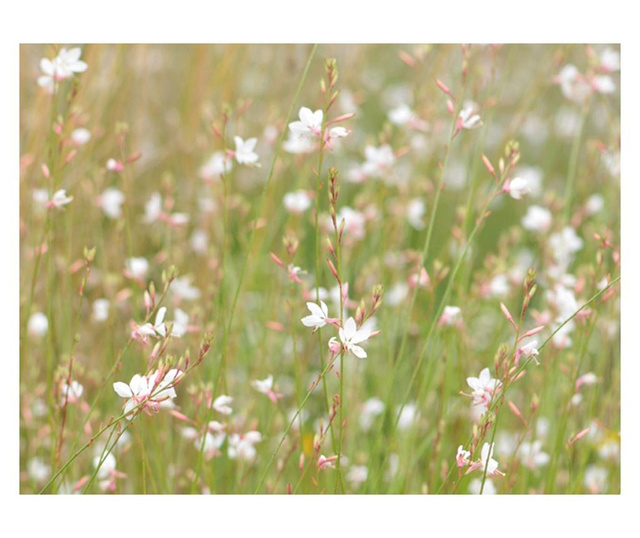 Ταπετσαρία White delicate flowers 193x250 cm
