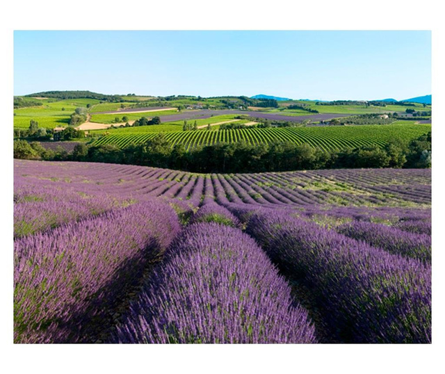 Ταπετσαρία Lavender fields 231x300 cm