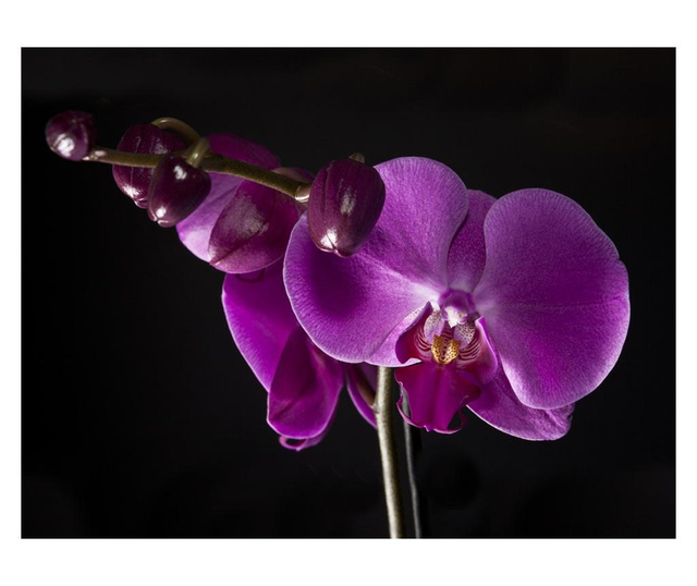 Ταπετσαρία elegant  orchis 193x250 cm