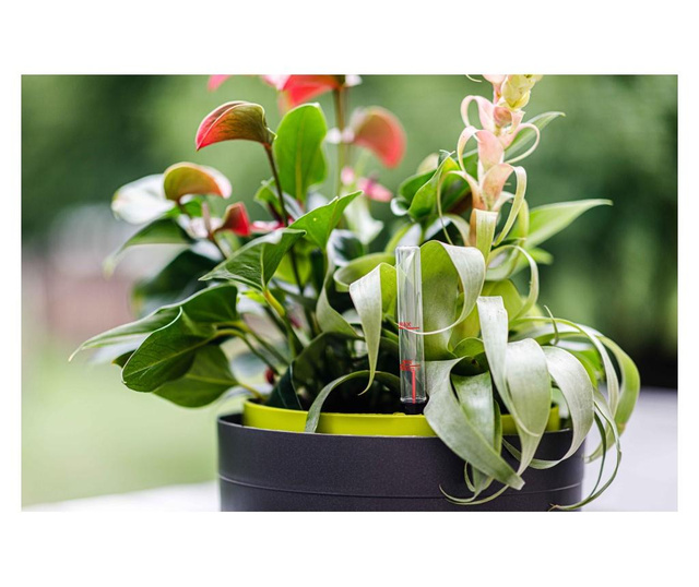 Samozalijevajuća viseća posuda za cvijeće Berberis Anthracite & Green 30 cm