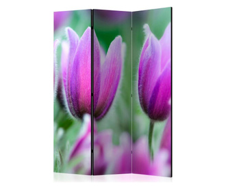 paraván Purple Spring Tulips
