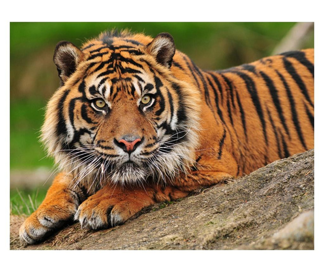 Foto tapeta Sumatran Tiger 309x400 cm