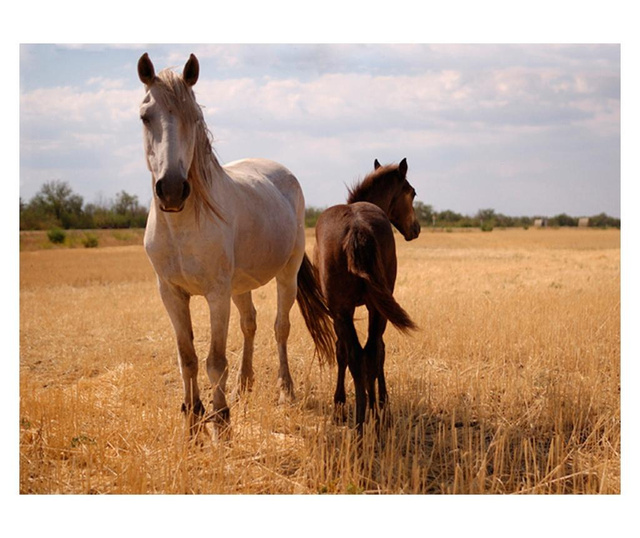 Foto tapeta Horse And Foal 309x400 cm