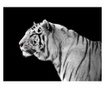 Fototapeta White Tiger 309x400 cm