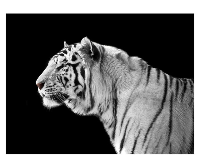 Fototapeta White Tiger 309x400 cm