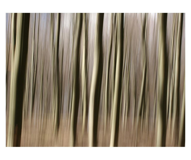 Foto tapeta Forest 270x350 cm