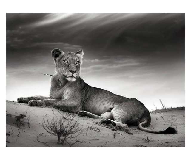 Foto tapeta Black And White Lioness 154x200 cm