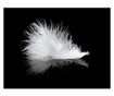 Foto tapeta White Feather 154x200 cm