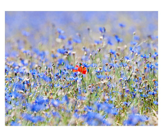 Foto tapeta A Skycolored Meadow Cornflowers 270x350 cm