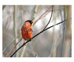 Fototapeta Bullfinch In The Forest 154x200 cm