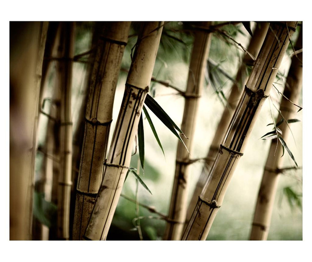 Fototapeta Fog And Bamboo Forest 154x200 cm