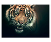Fototapeta Bengal Tiger 309x400 cm