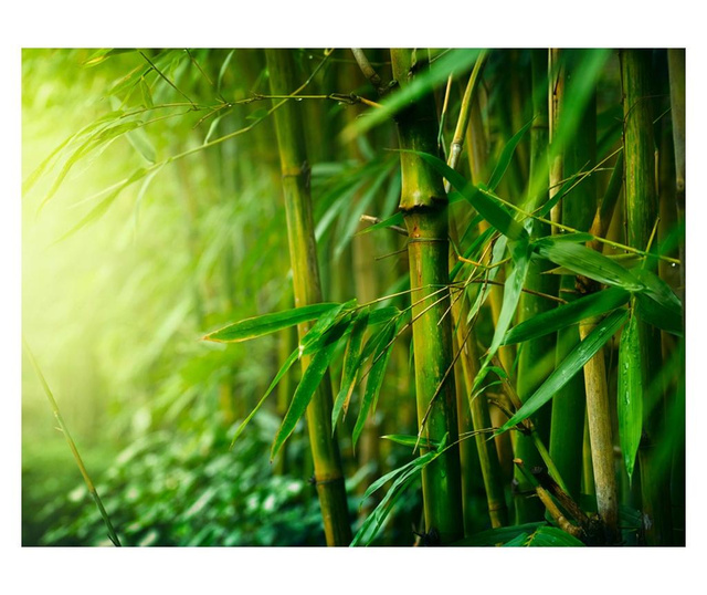 Foto tapeta Jungle Bamboo 154x200 cm