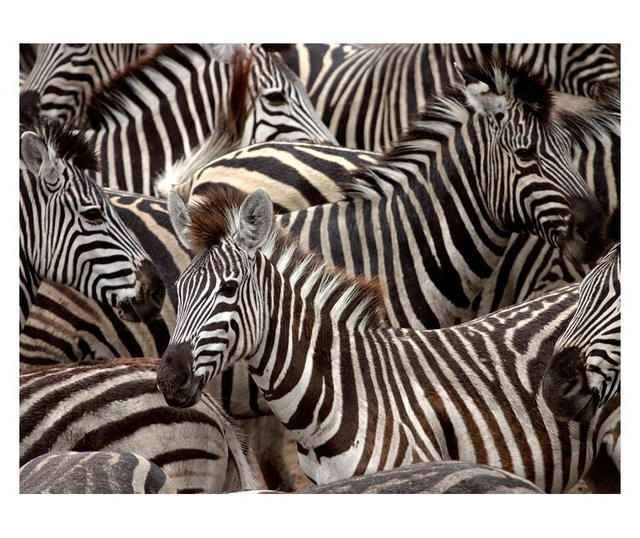 Fototapeta Herd Of Zebras 154x200 cm