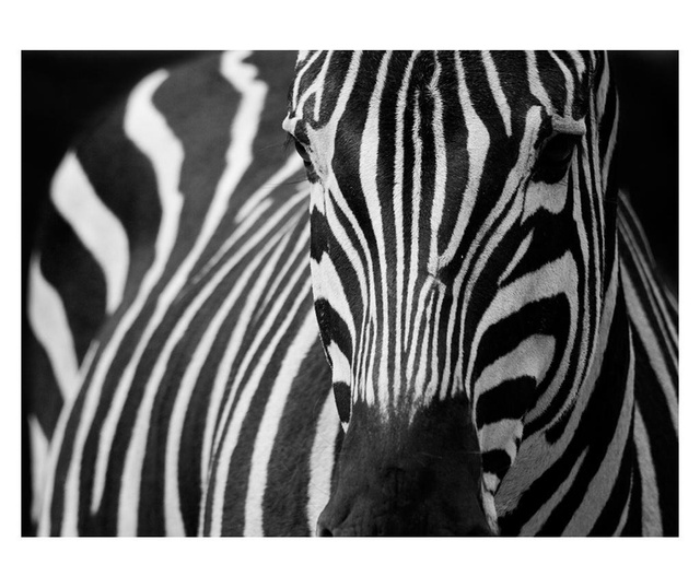 Fototapeta White With Black Stripes 154x200 cm