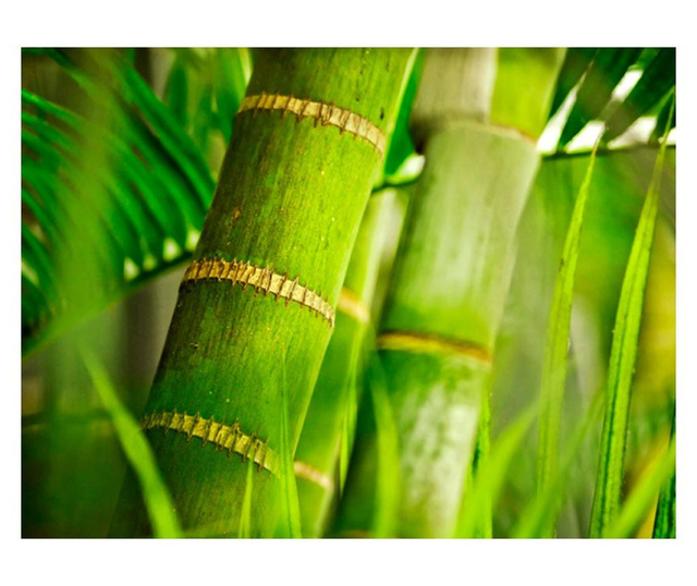 Fototapeta Bamboo Detail 154x200 cm