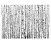 Fototapeta Birch Forest 245x350 cm