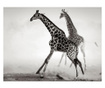 Foto tapeta Giraffes 309x400 cm