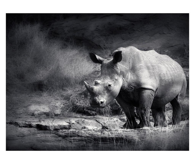 Fototapeta Rhinoceros Lost In Reverie 309x400 cm