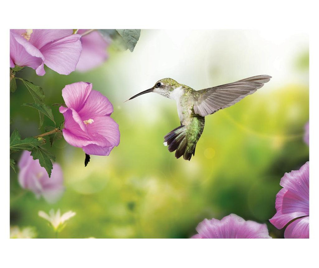 Foto tapeta Hummingbird 245x350 cm