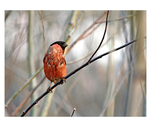 Foto tapeta Bullfinch In The Forest 309x400 cm