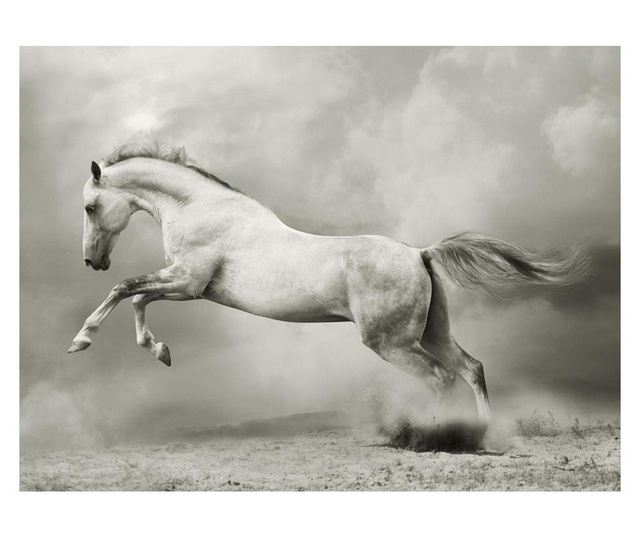 Fototapeta Wild Stallion 309x400 cm