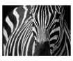 Foto tapeta White With Black Stripes 309x400 cm