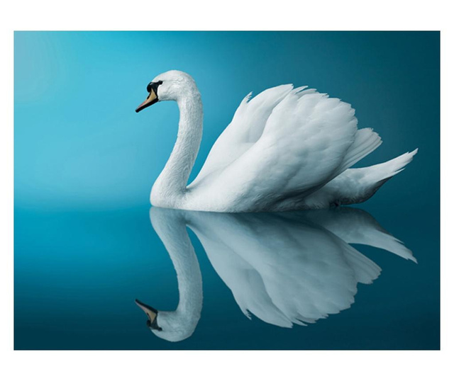 Fototapeta Swan Reflection 309x400 cm