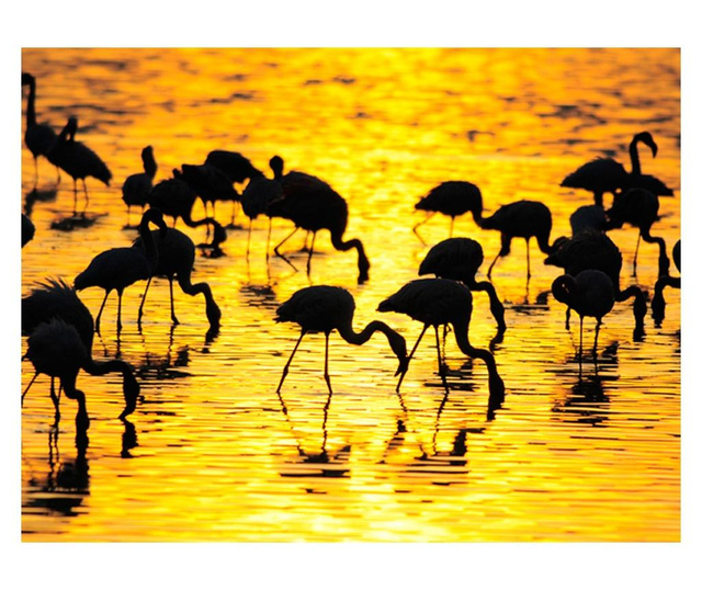 Foto tapeta Kenya: Flamingos By The Lake Nakuru 309x400 cm