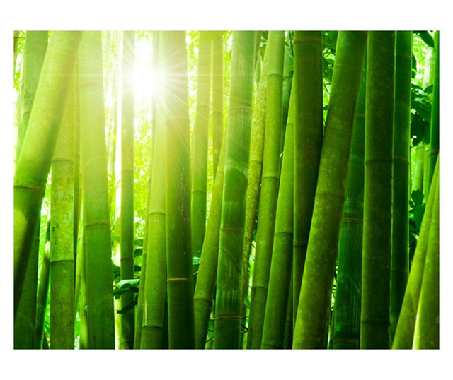 Fototapeta Sun And Bamboo 309x400 cm