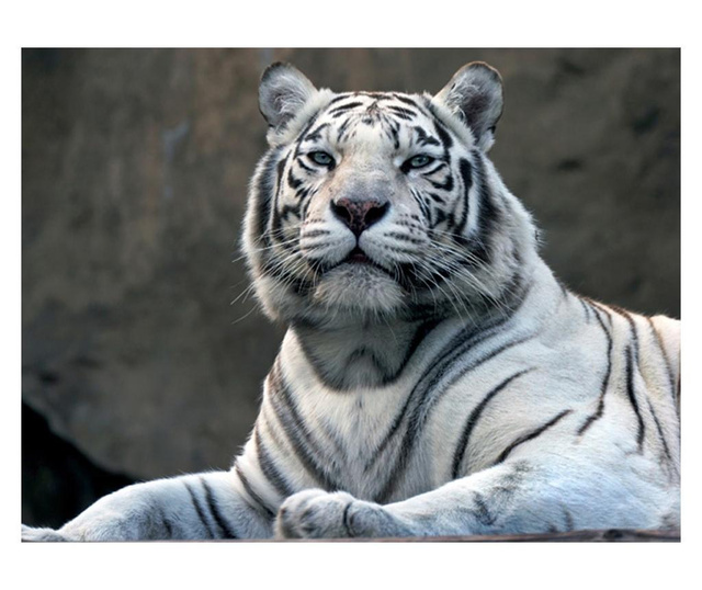 Fototapeta Bengali Tiger In Zoo 309x400 cm