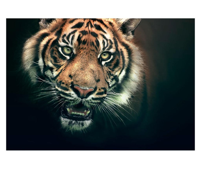 Foto tapeta Bengal Tiger 193x250 cm