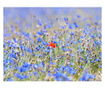 A Skycolored Meadow Cornflowers Fotótapéta 309x400 cm