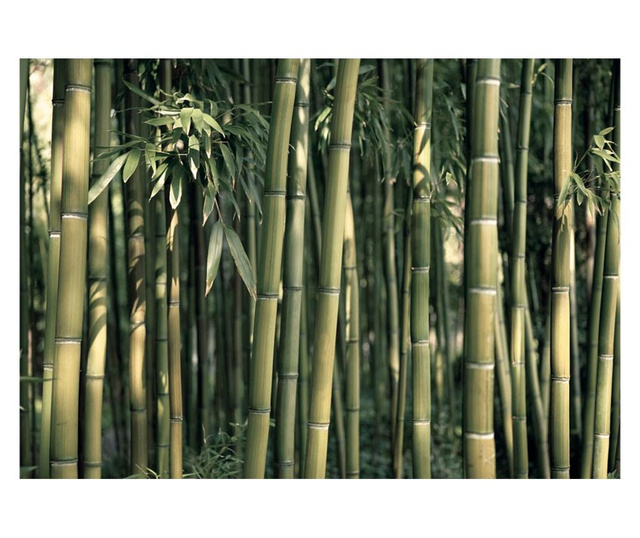 Fototapeta Bamboo Exotic 210x300 cm