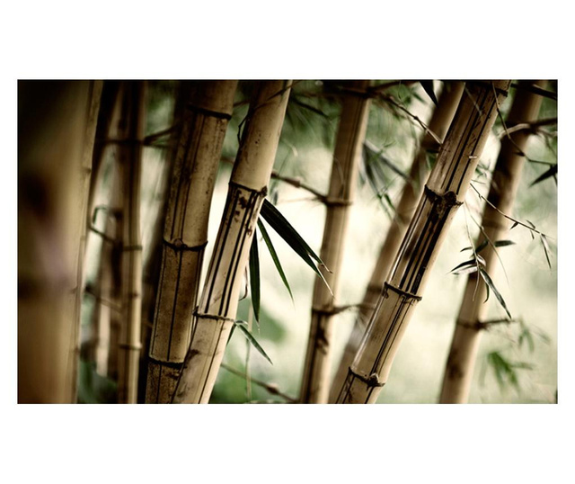 Fototapeta Fog And Bamboo Forest 270x450 cm