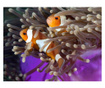 Fototapeta Clownfish 193x250 cm