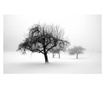 Foto tapeta Winter Trees 270x450 cm