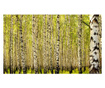 Fototapeta Birch Forest 270x450 cm