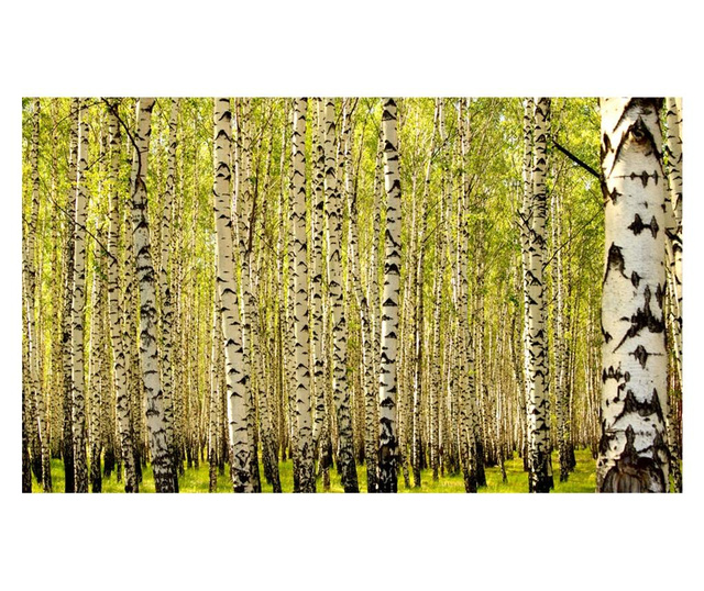 Fototapeta Birch Forest 270x450 cm