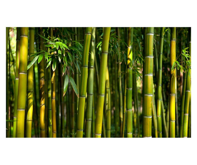 Fototapeta Asian Bamboo Forest 270x450 cm