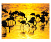 Fototapeta Kenya: Flamingos By The Lake Nakuru 193x250 cm