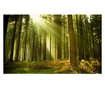 Fototapeta Pine Forest 270x450 cm